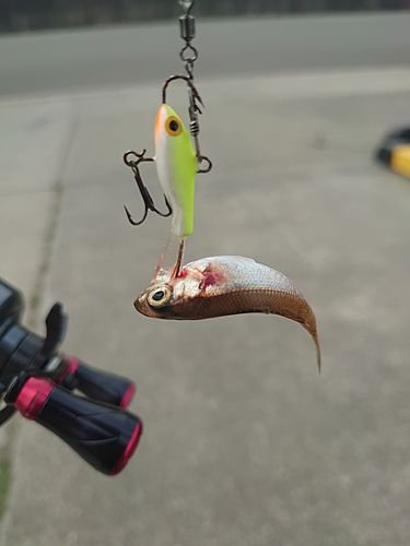 クロムツの釣果