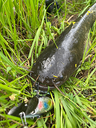 ナマズの釣果