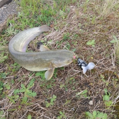 マナマズの釣果