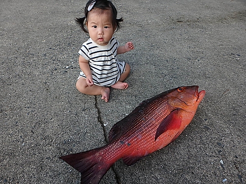 バラフエダイの釣果