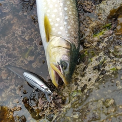 ウミアメの釣果