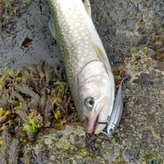 ウミアメの釣果