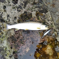 ウミアメの釣果