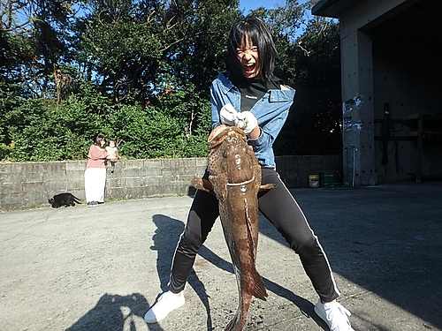 チャイロマルハタの釣果