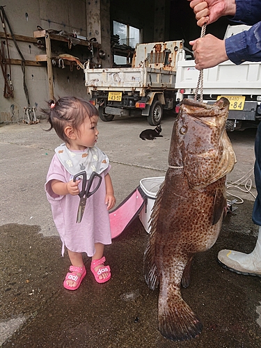 チャイロマルハタの釣果