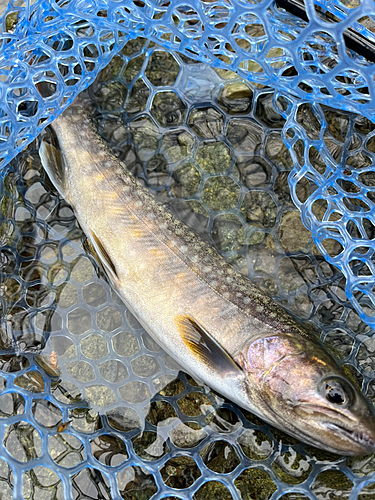 イワナの釣果