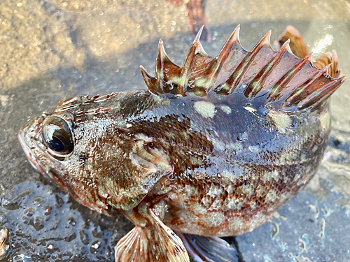 カサゴの釣果