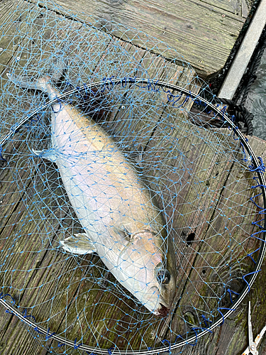 タイの釣果