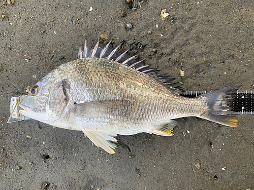 キチヌの釣果