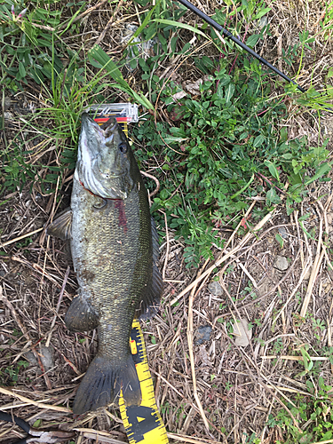 スモールマウスバスの釣果