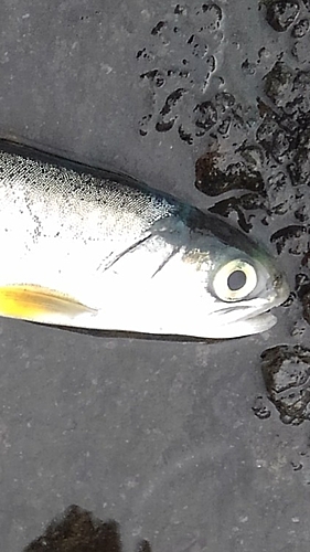 アメマスの釣果