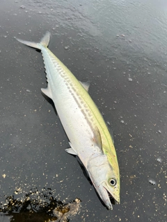 サゴシの釣果