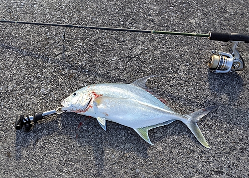 テンジクアジの釣果