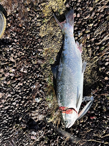 サクラマスの釣果