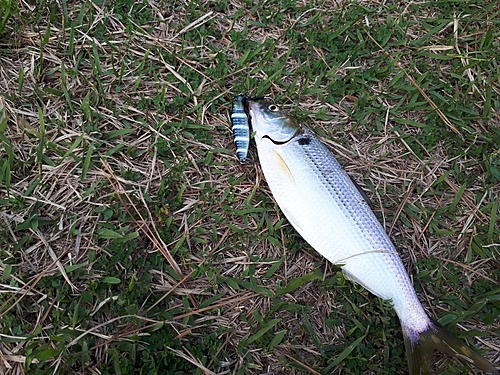 コノシロの釣果