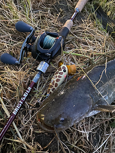 ナマズの釣果