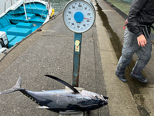 ビンチョウマグロの釣果