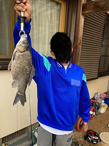 ヘラブナの釣果