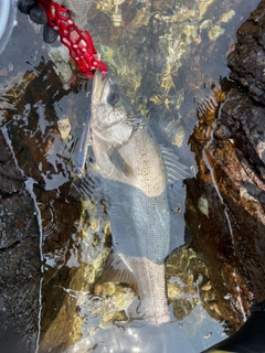 ヒラスズキの釣果