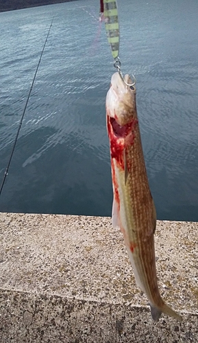 エソの釣果