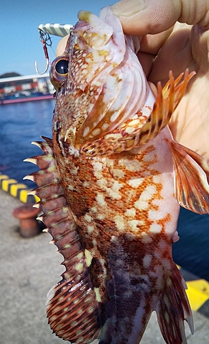 カサゴの釣果