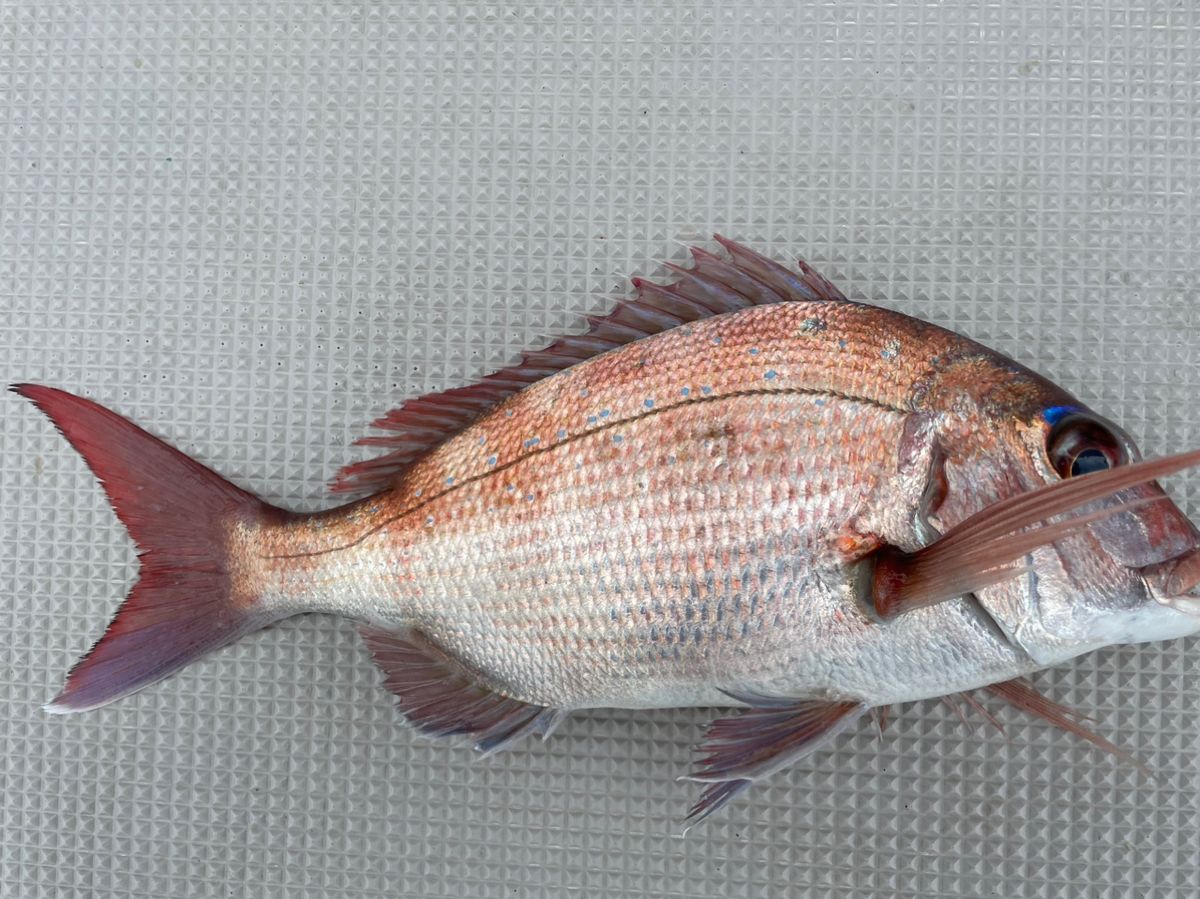 釣りキチ爺さんスーさんの釣果 2枚目の画像