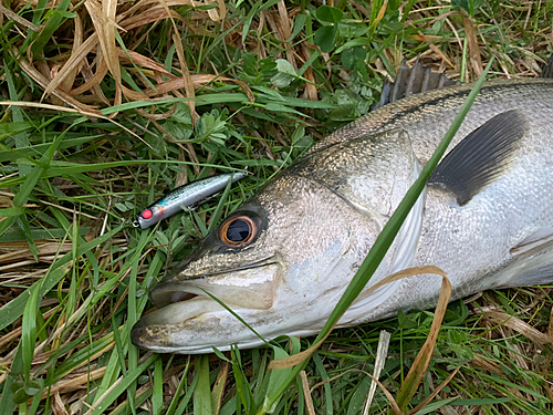 スズキの釣果