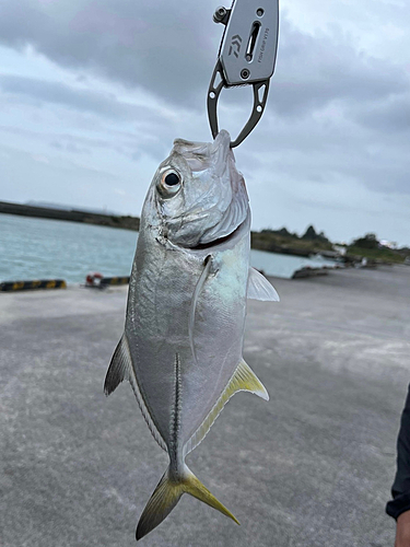 メッキの釣果