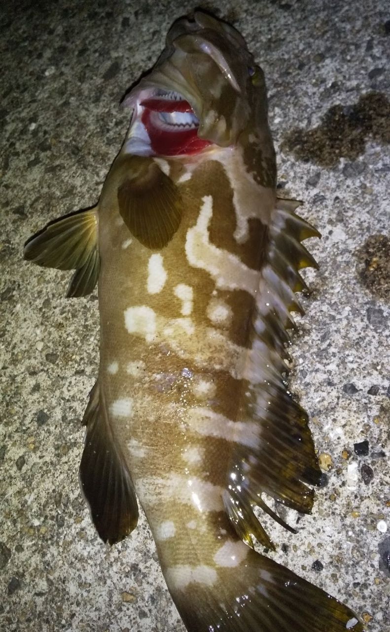 クエ