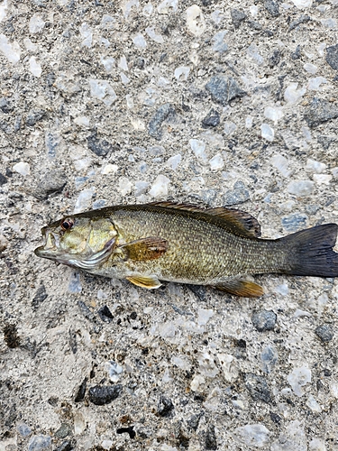 スモールマウスバスの釣果