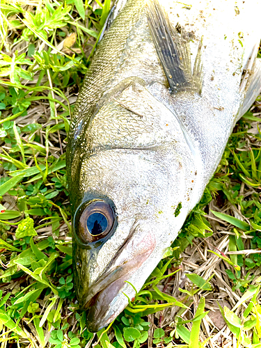 フッコ（マルスズキ）の釣果