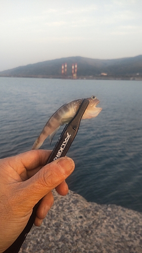 ハゼの釣果