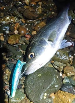 セイゴ（マルスズキ）の釣果