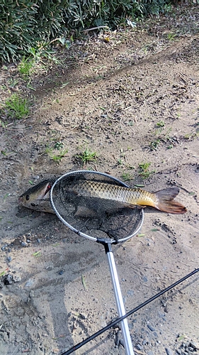 コイの釣果