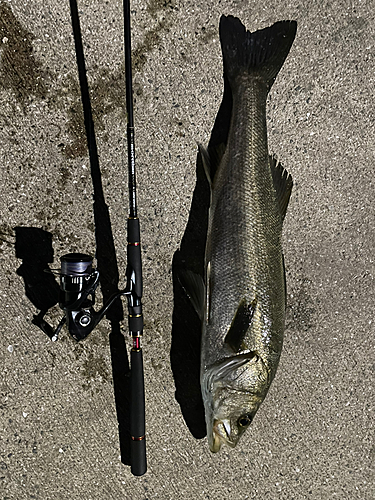 シーバスの釣果