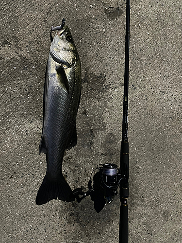 シーバスの釣果