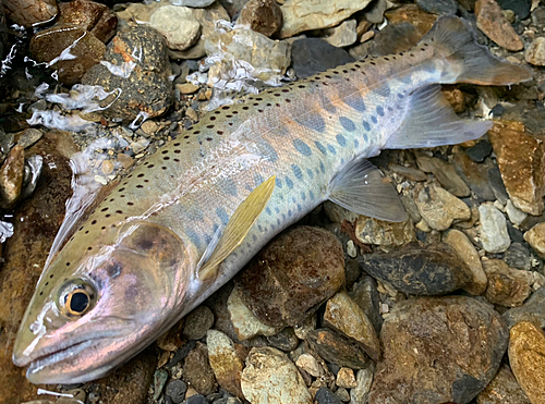 ヤマメの釣果