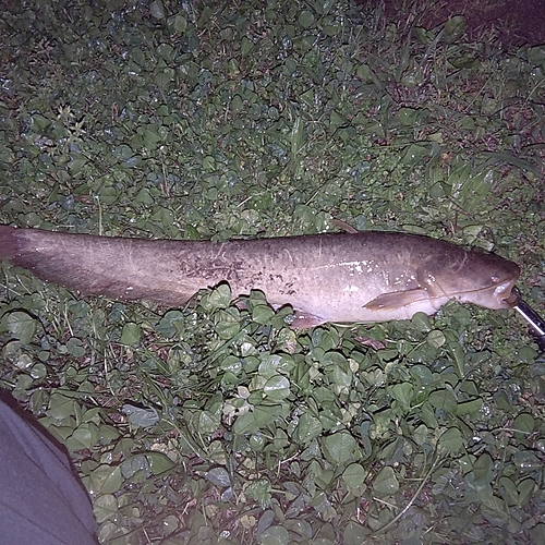 ナマズの釣果