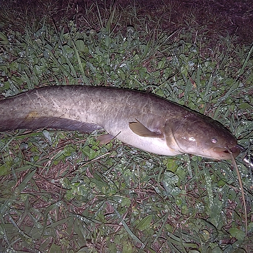 ナマズの釣果