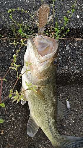 ブラックバスの釣果