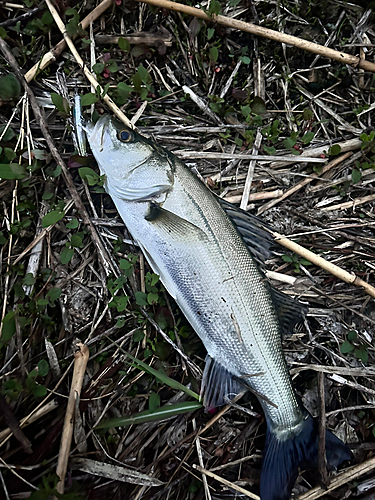 セイゴ（マルスズキ）の釣果