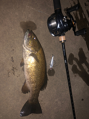 スモールマウスバスの釣果