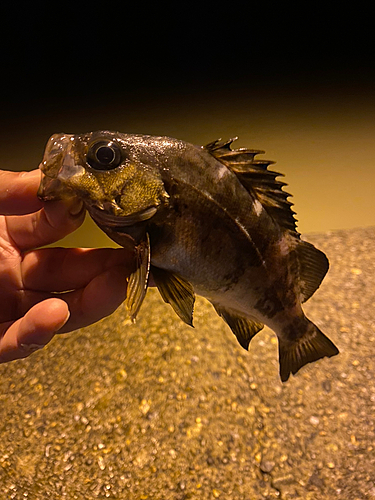 メバルの釣果