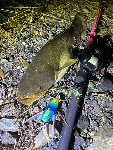 ナマズの釣果