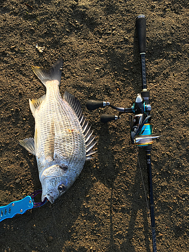 チヌの釣果