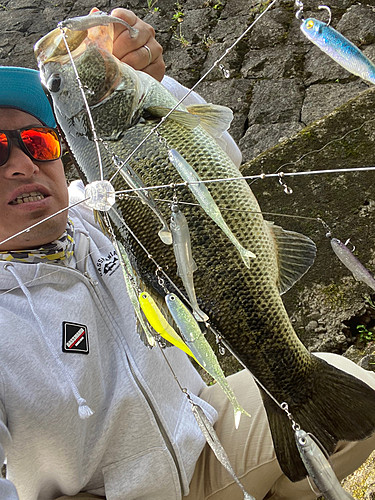 ブラックバスの釣果