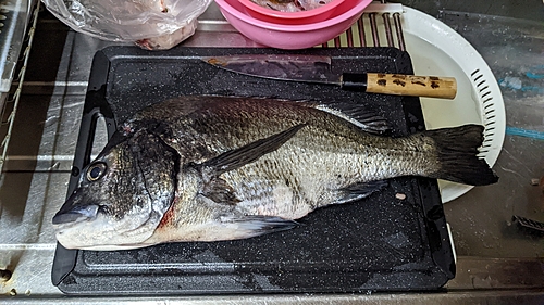 チヌの釣果