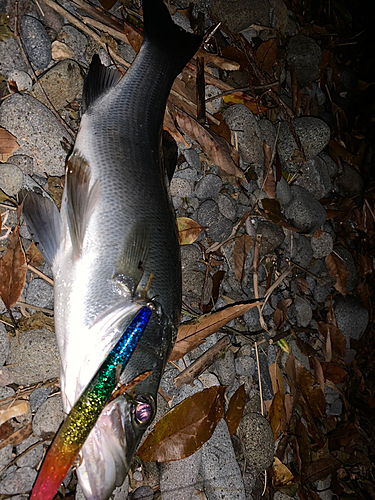 ヒラスズキの釣果