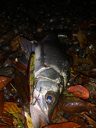 セイゴ（ヒラスズキ）の釣果