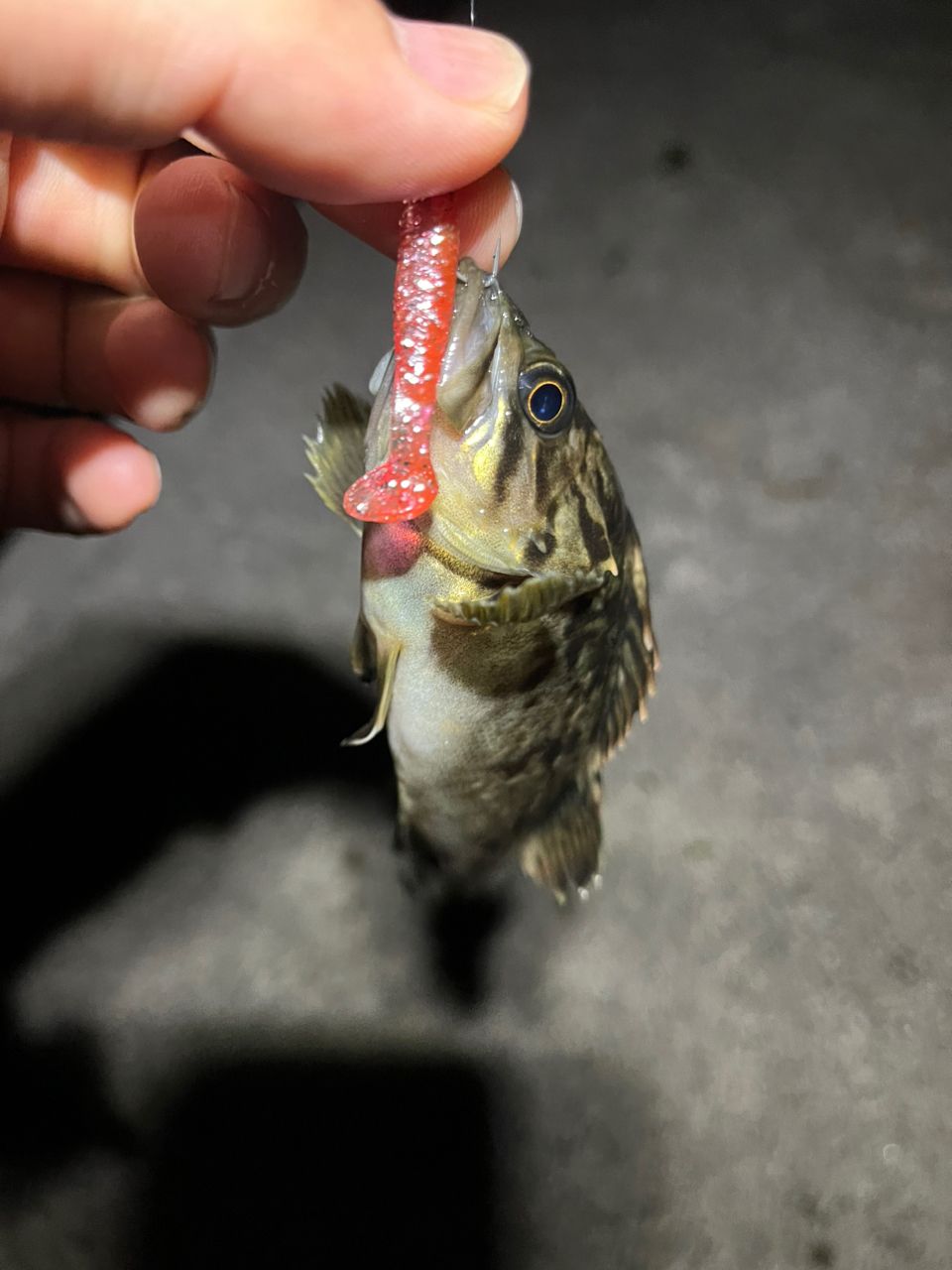 タケノコメバル